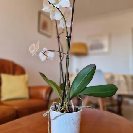 Apartamento Juan-les-pins Centre