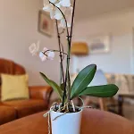 Apartman Juan-les-pins Centre